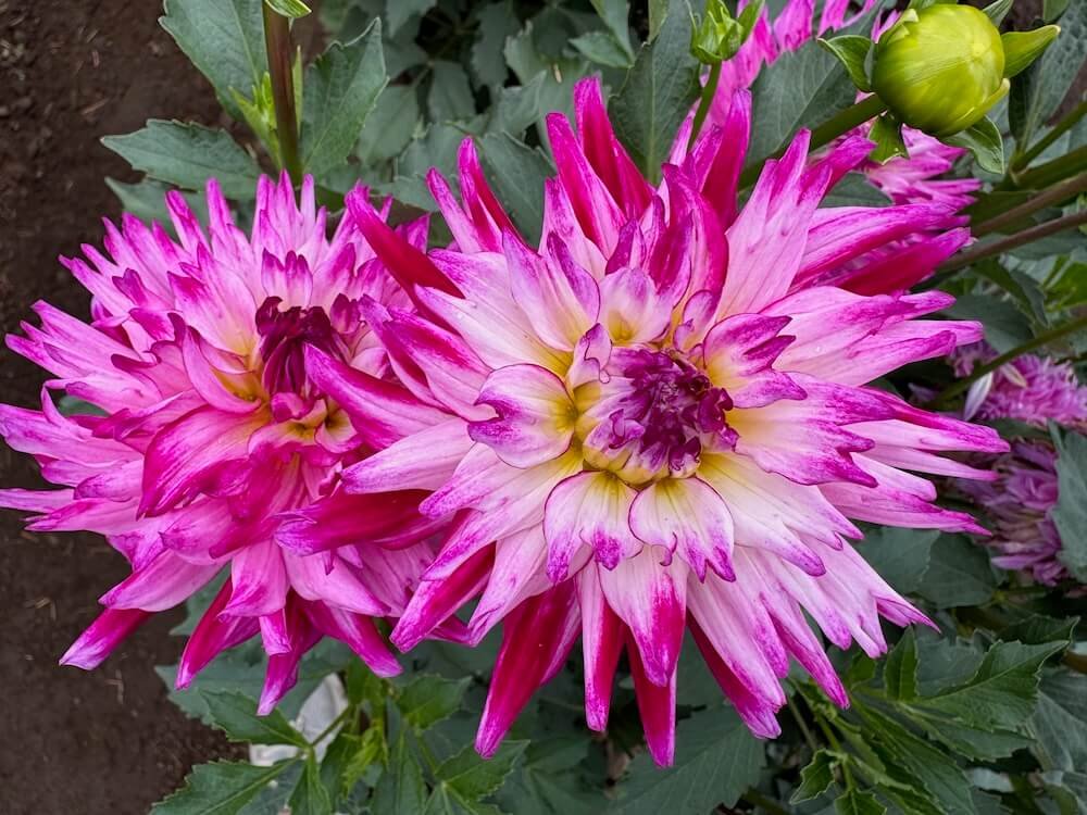 Dahlia 'Enchantress'
