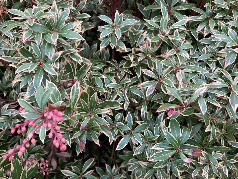 Pieris japonica 'Little Heath'