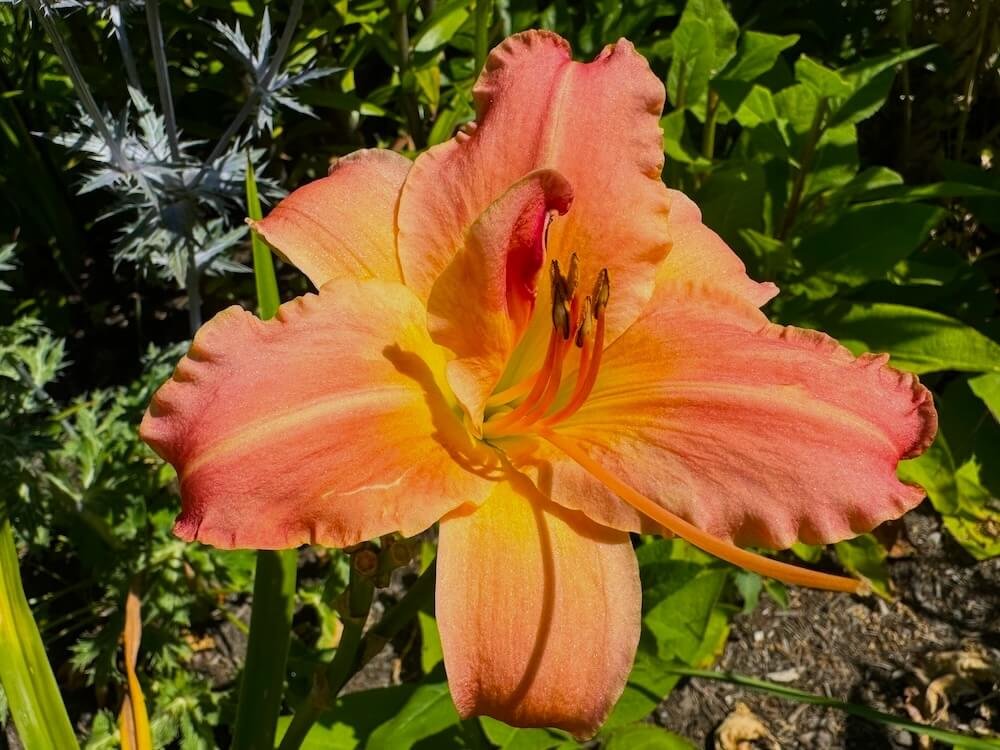 Hemerocallis 'Becky Lynn'