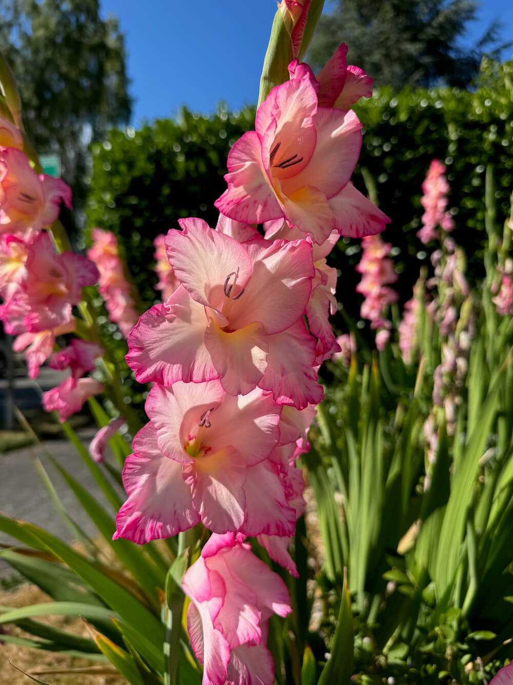 SWORD LILY (Gladiolus)
