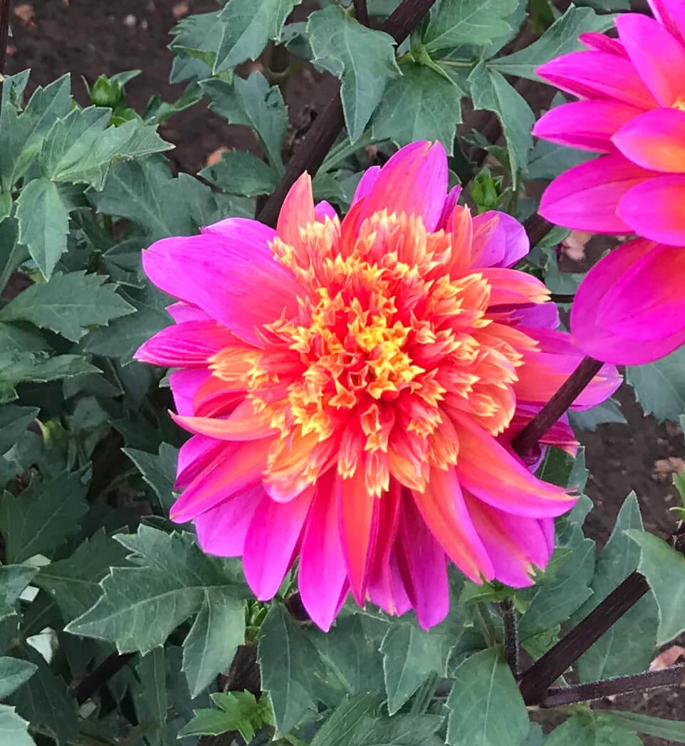 Dahlia 'Wannabee'
