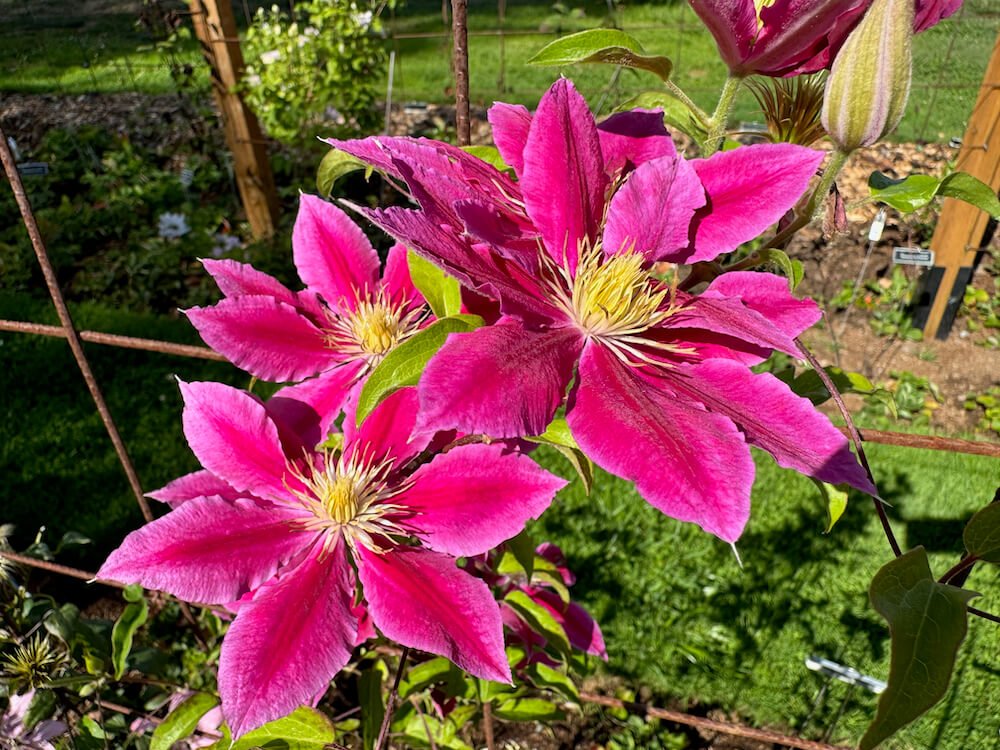 Clematis 'Hania'