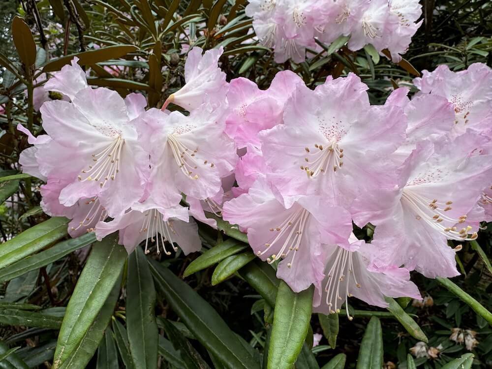 Rhododendron degronianum