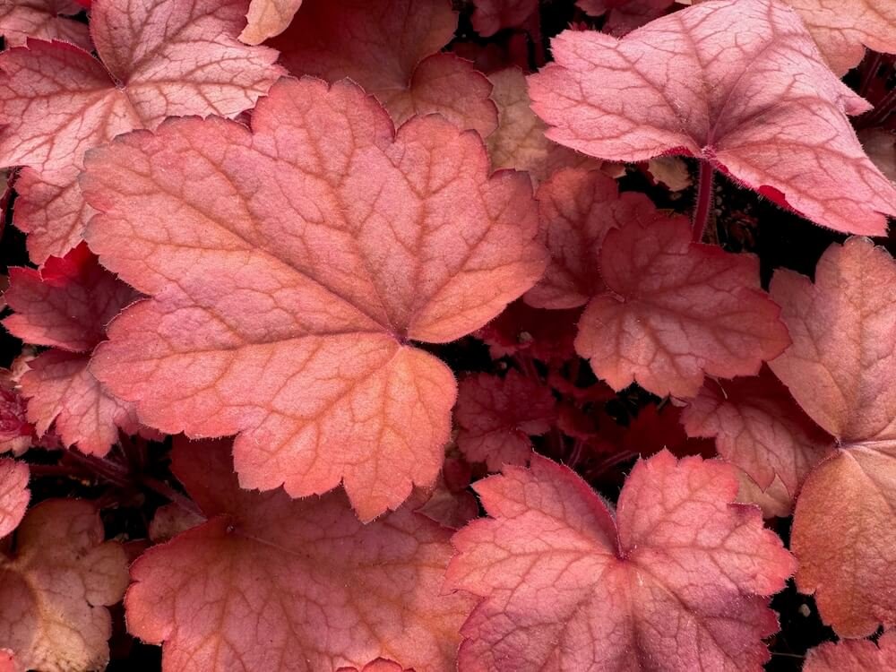 Heuchera 'Georgia Peach'