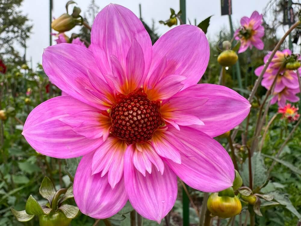 Dahlia 'Teesbrooke Redeye'