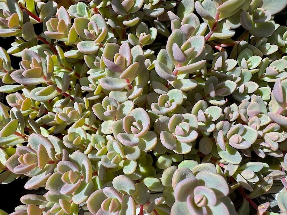 Sedum pluricaule ‘Isle of Sakhalin’
