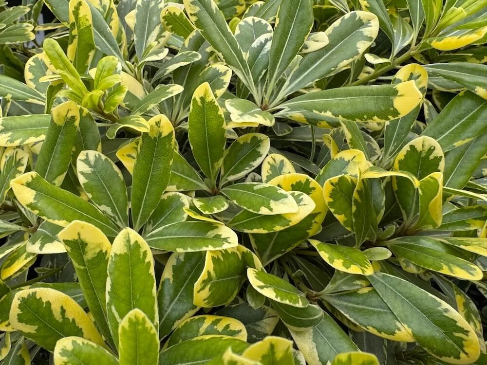 Pittosporum tobira 'Shima'