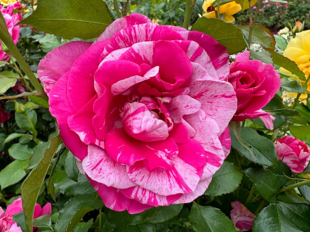 Rosa 'Parade Day'