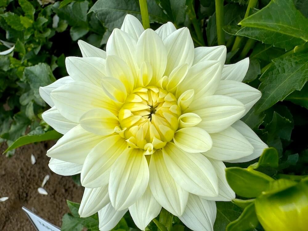 Dahlia 'Tapioca'