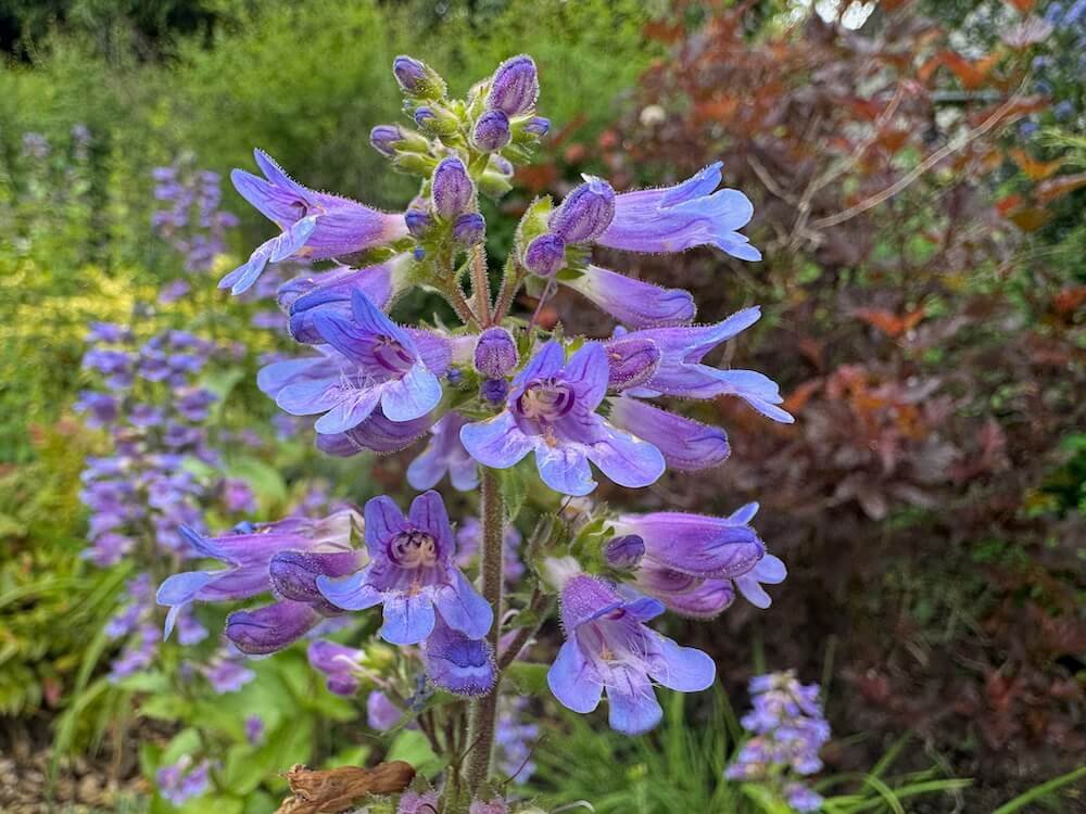 BEARDTONGUE (Penstemon)