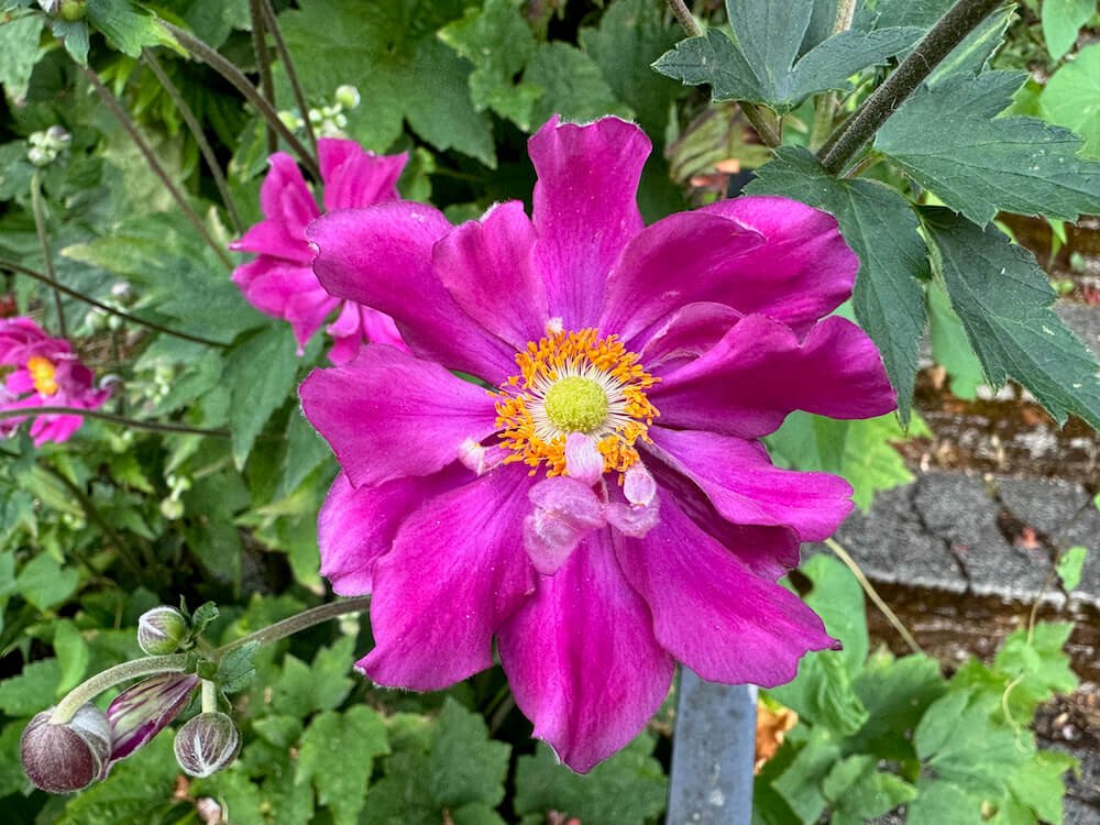 Anemone hupehensis var. japonica 'Pamina'