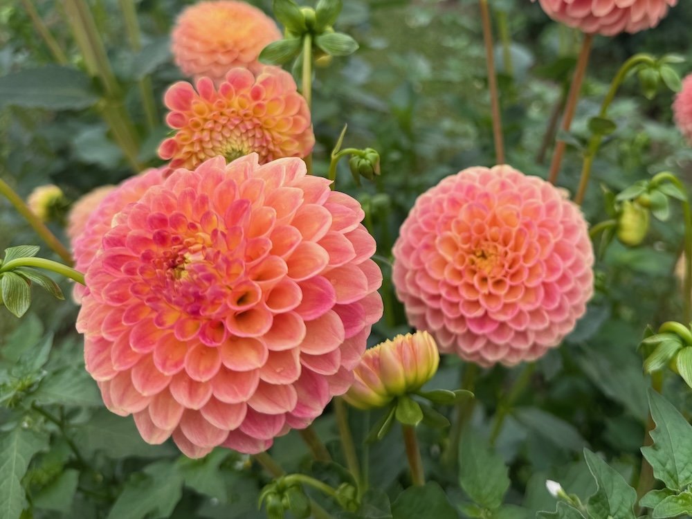 Dahlia 'L.A.T.E.'