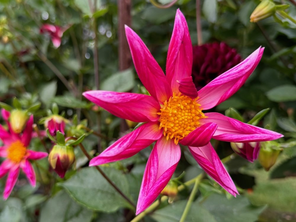 Dahlia 'Honka Pink'