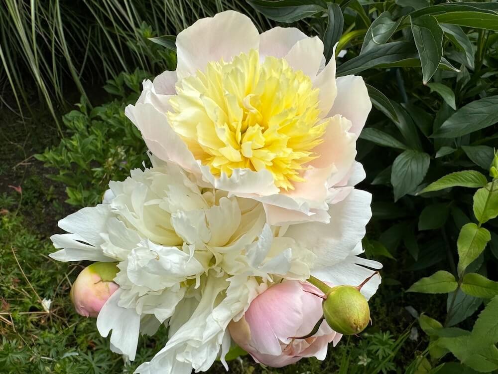 Paeonia lactiflora x 'Primevere'