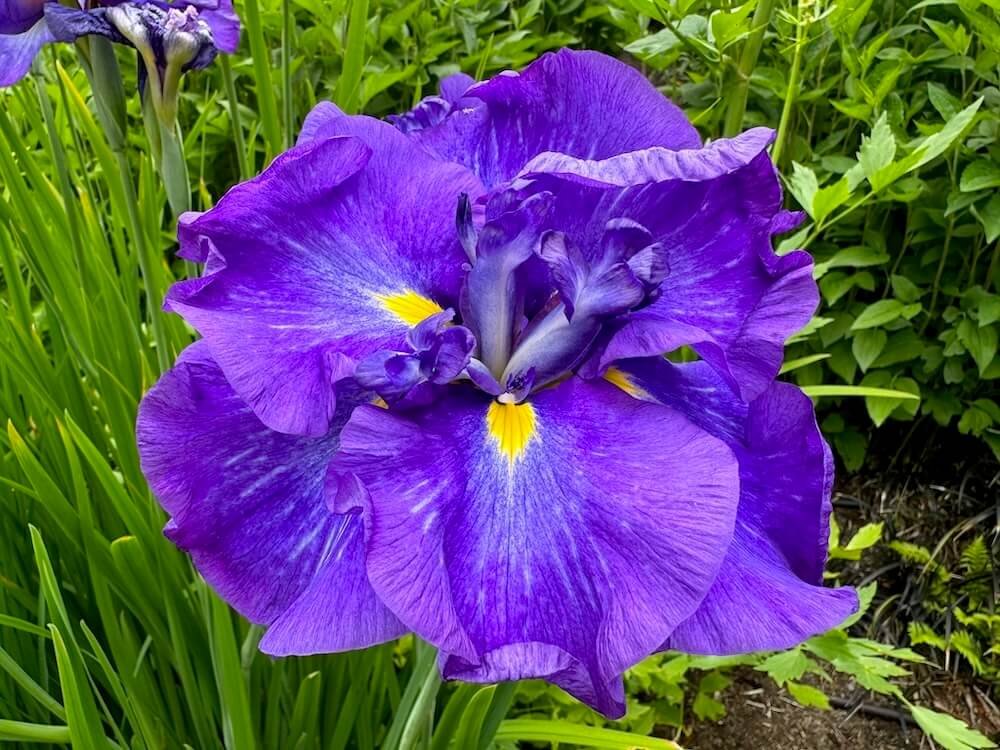 Iris ensata 'Electric Rays'