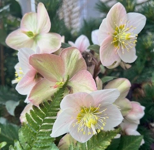 Helleborus x ericsmithii HGC 'Frosty'