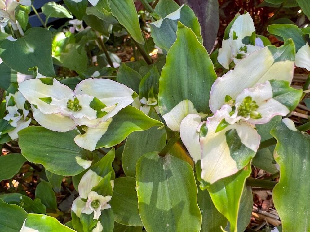 TRADESCANTIA