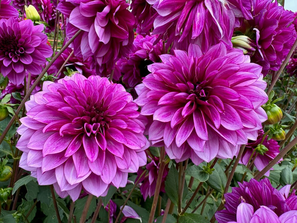 Volunteer Park Dahlia Garden