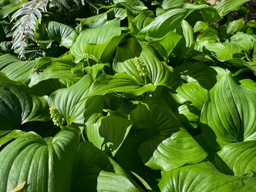 Maianthemum dilatatum