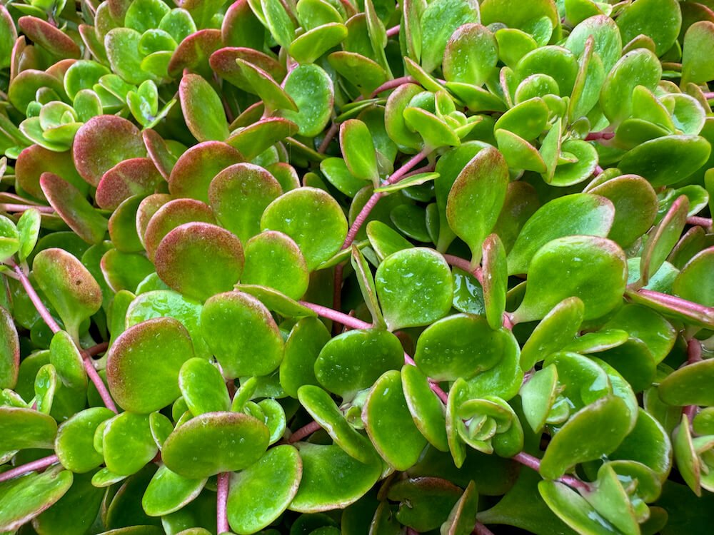 Sedum tetractinum ‘Coral Reef’