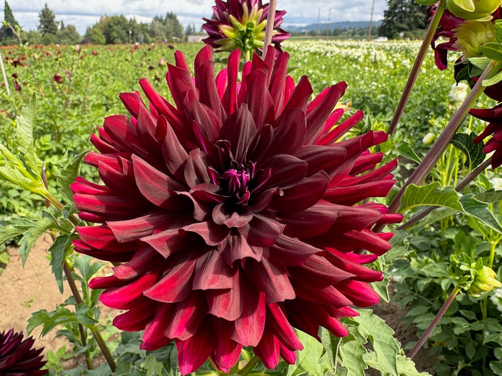 Dahlia 'Hollyhill Black Beauty'