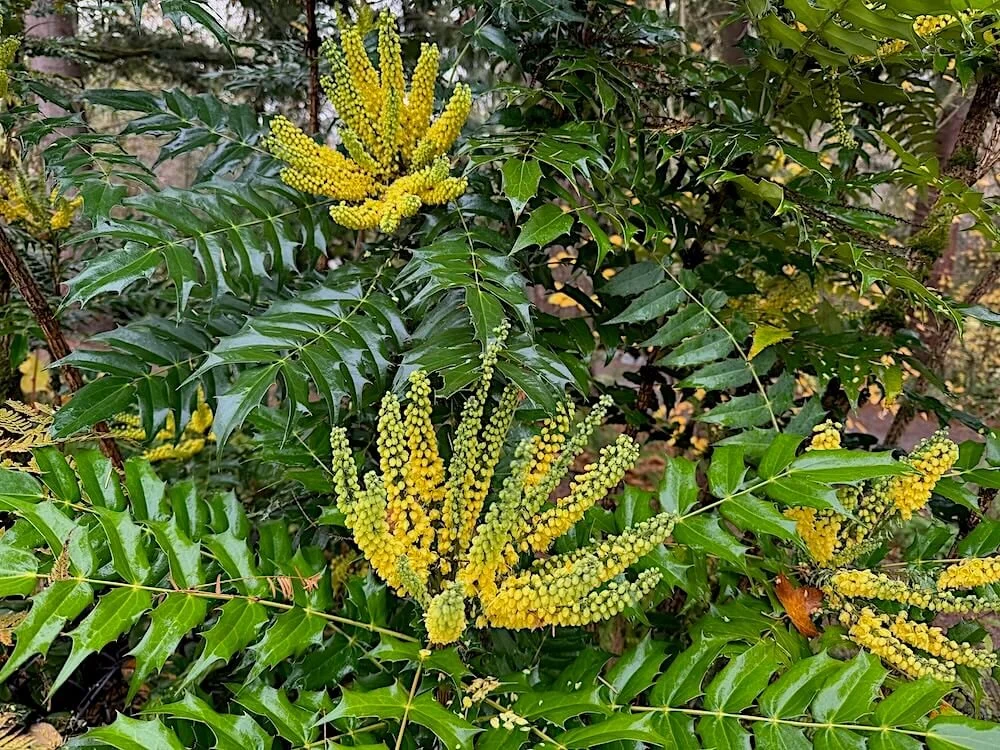 OREGON GRAPE (Mahonia)