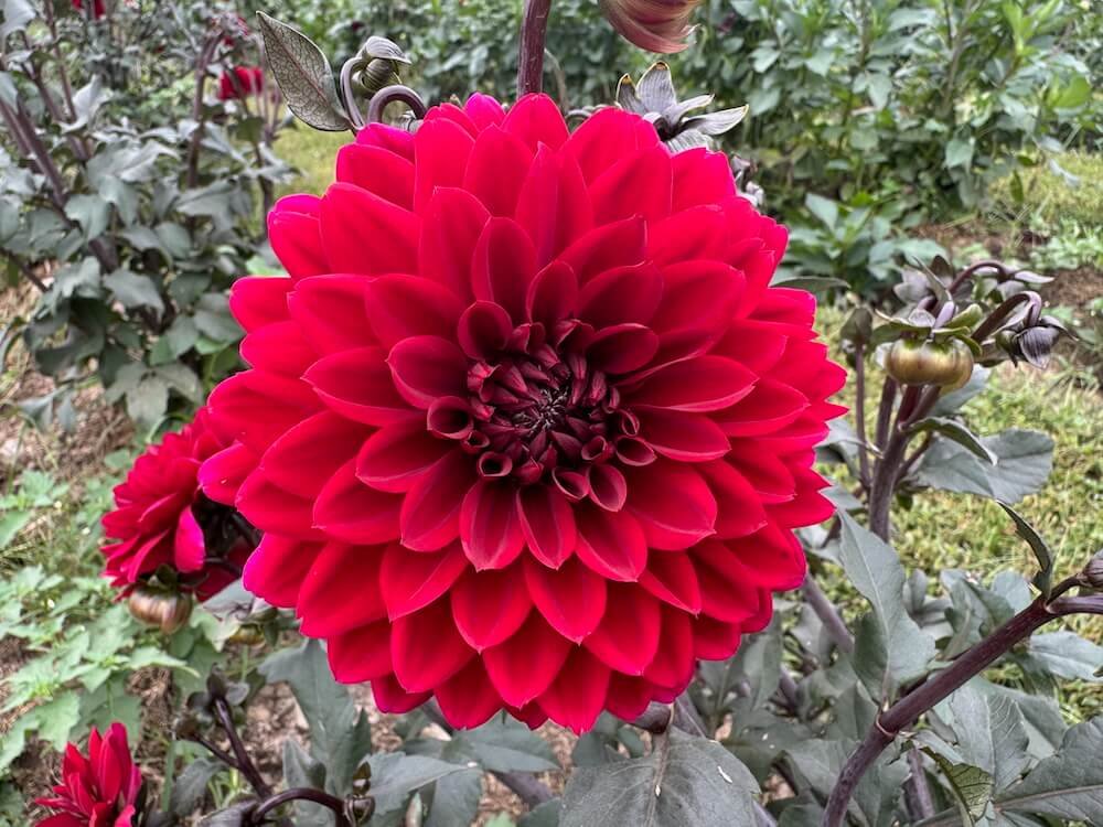 Dahlia 'Red Choc Eden'