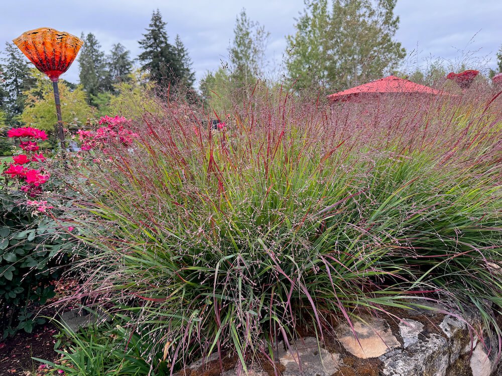 Panicum virgatum 'Rotstrahlbusch'