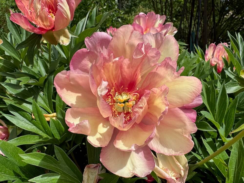 Paeonia 'Julia Rose'