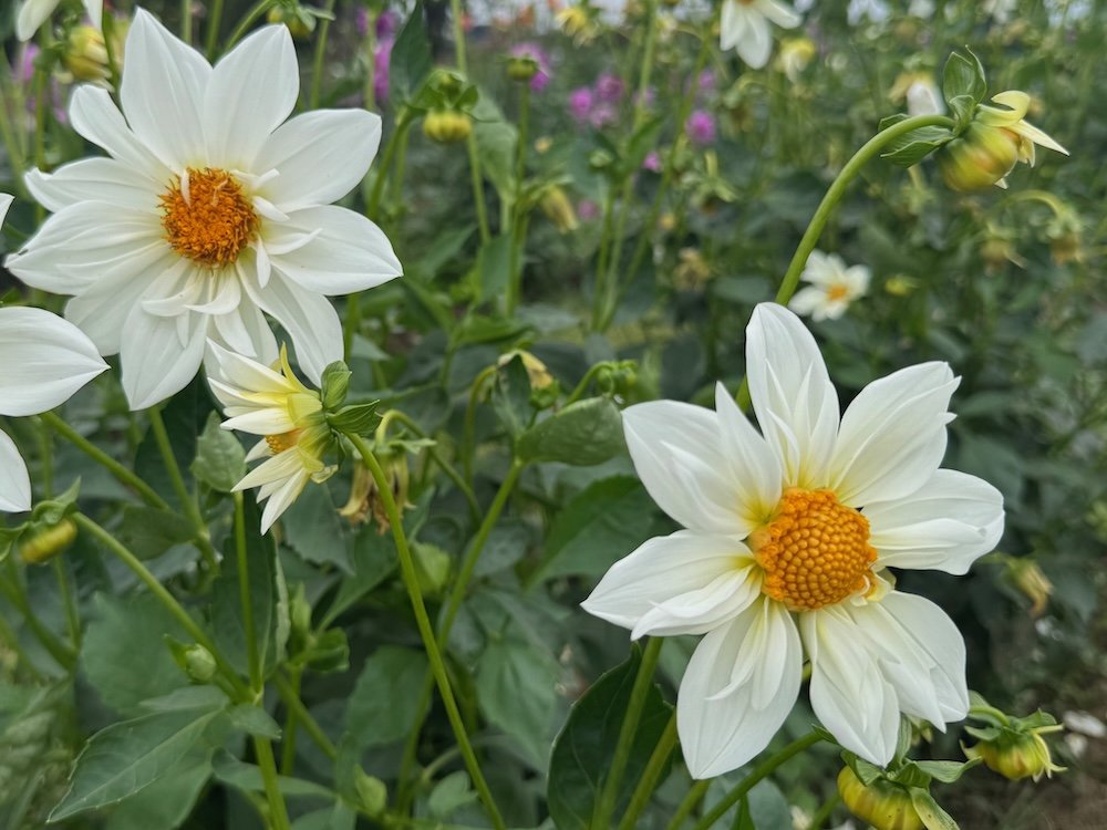 Dahlia 'Darin's Moon'