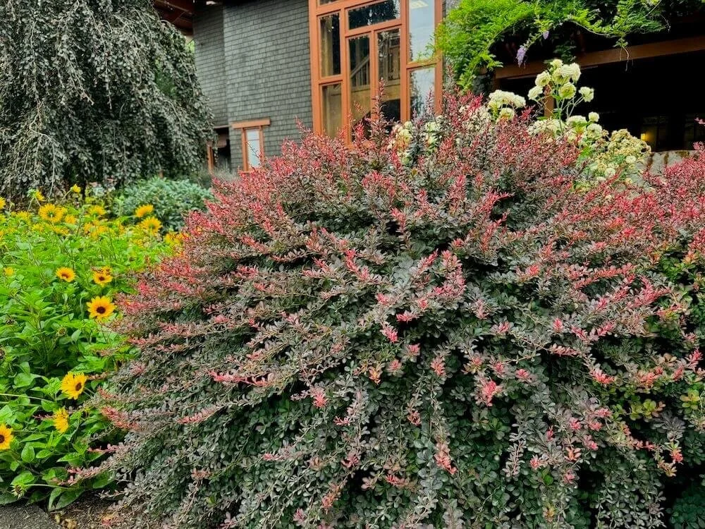 BARBERRY (Berberis)