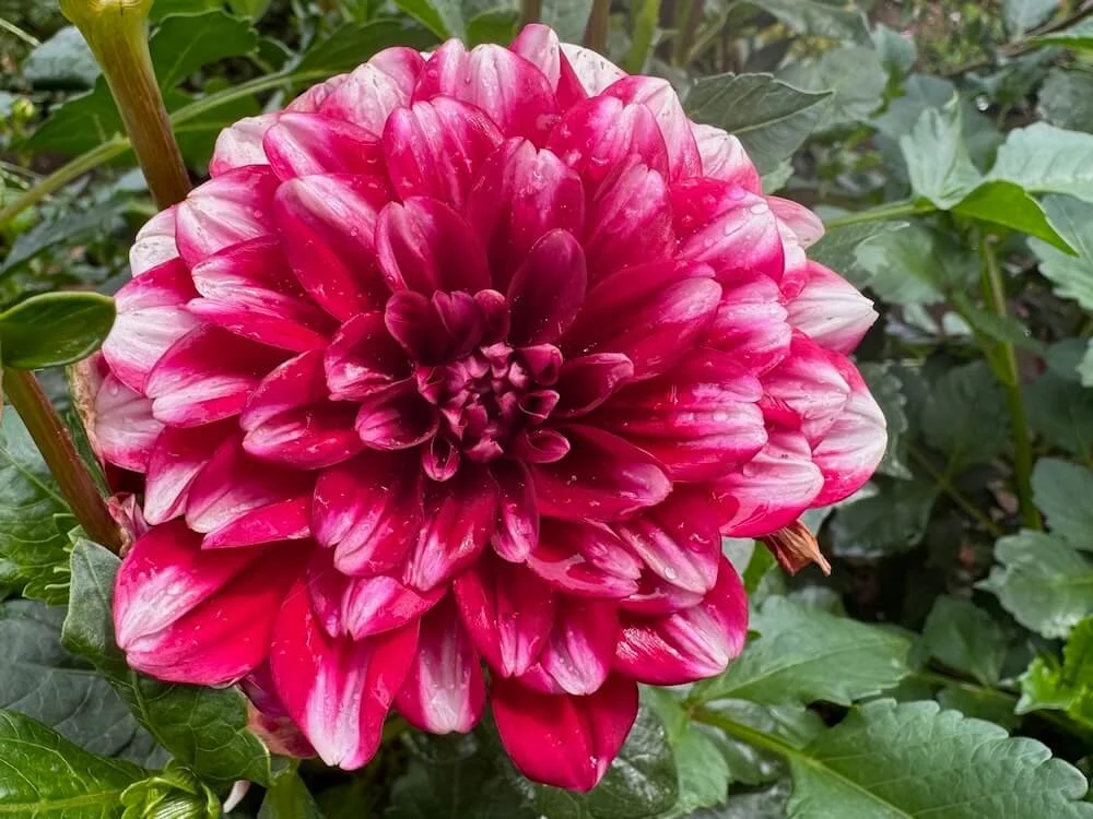 Dahlia 'Yoro Kobi'