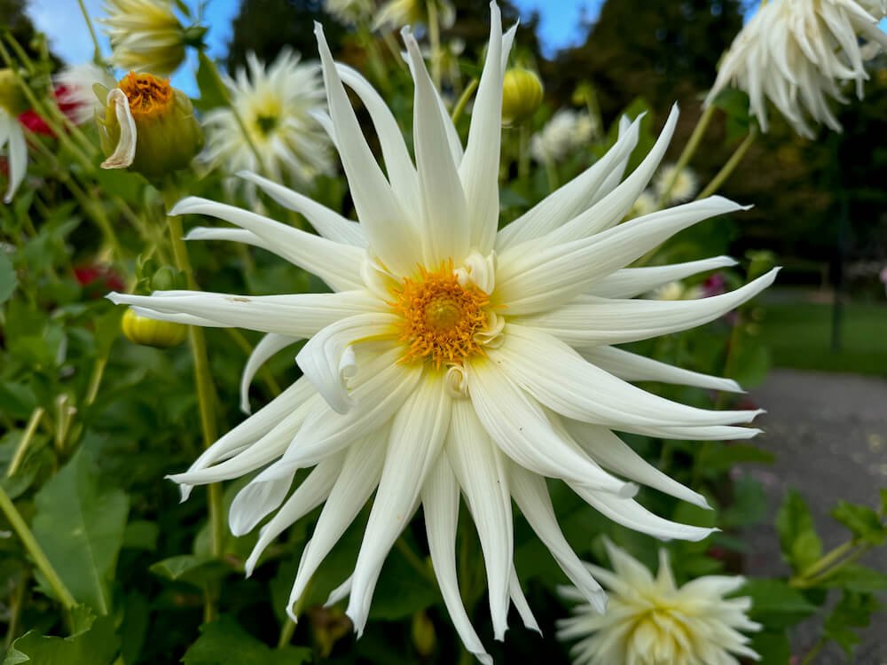 Dahlia 'Annie's Wedding'