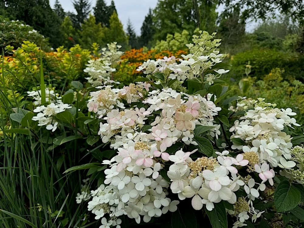 Hydrangea paniculata 'SMHPLQF'
