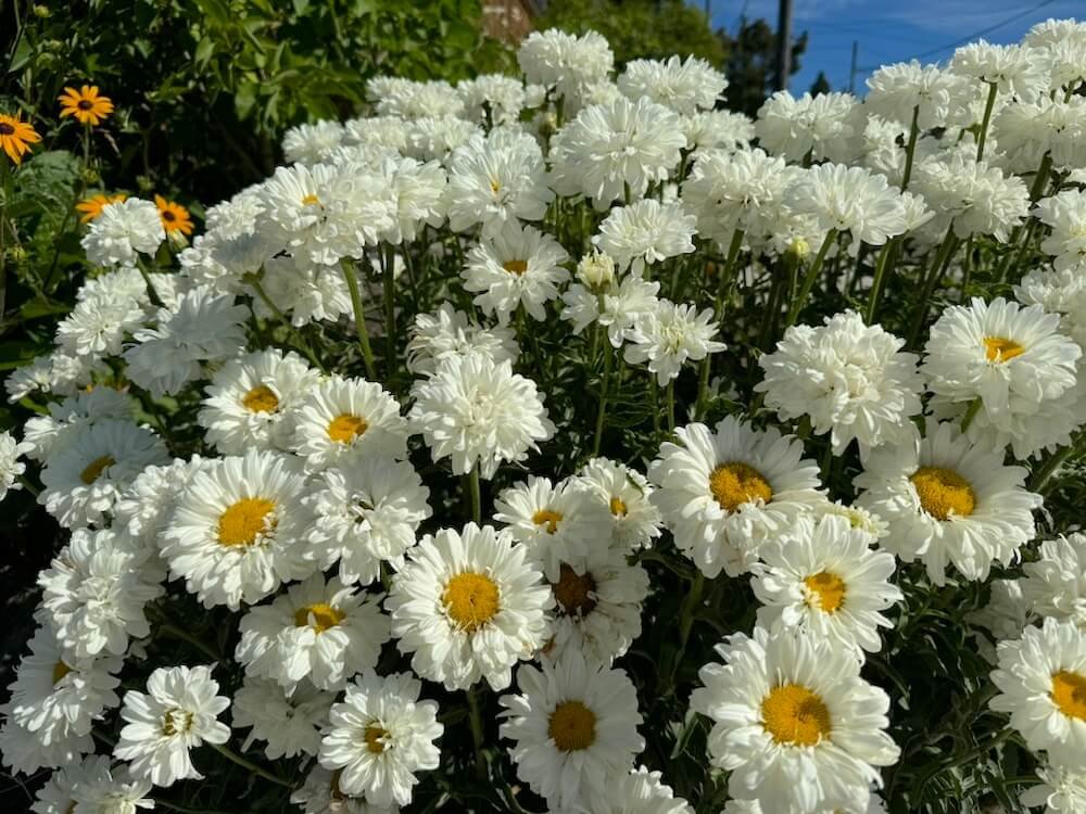 Leucanthemum x superbum ‘Victorian Secret’
