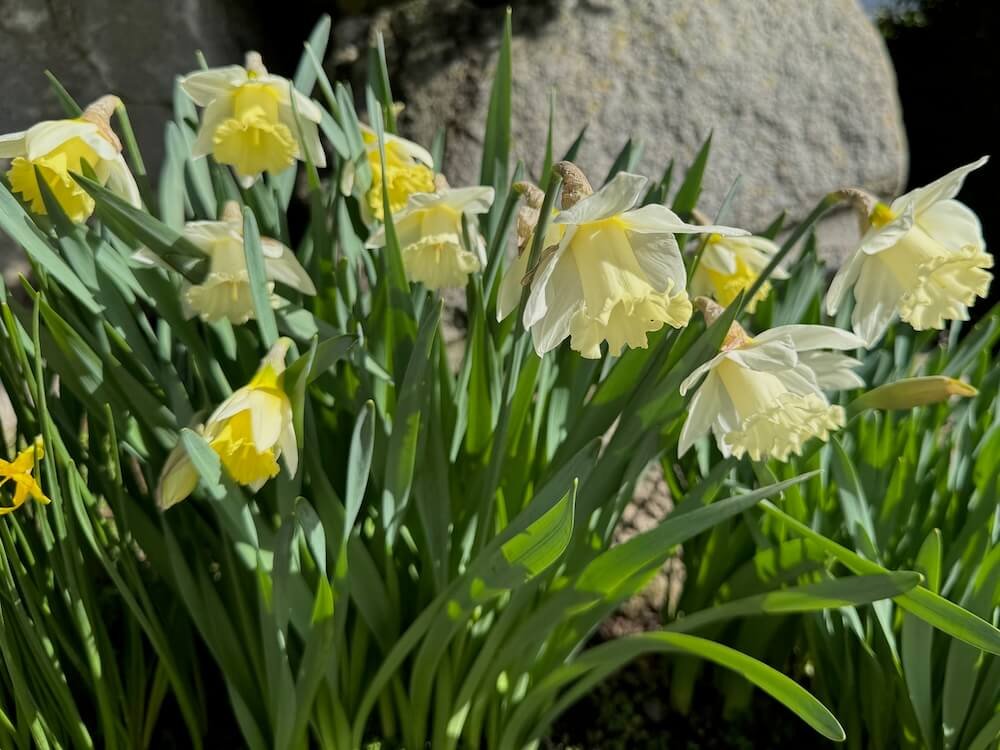 Narcissus 'Lemon Glow'