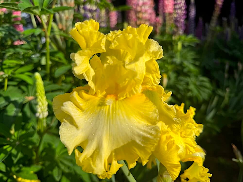 Iris 'Sun Shine In'