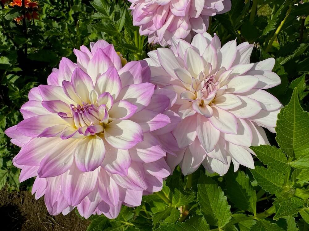 Dahlia 'Mikayla Miranda'