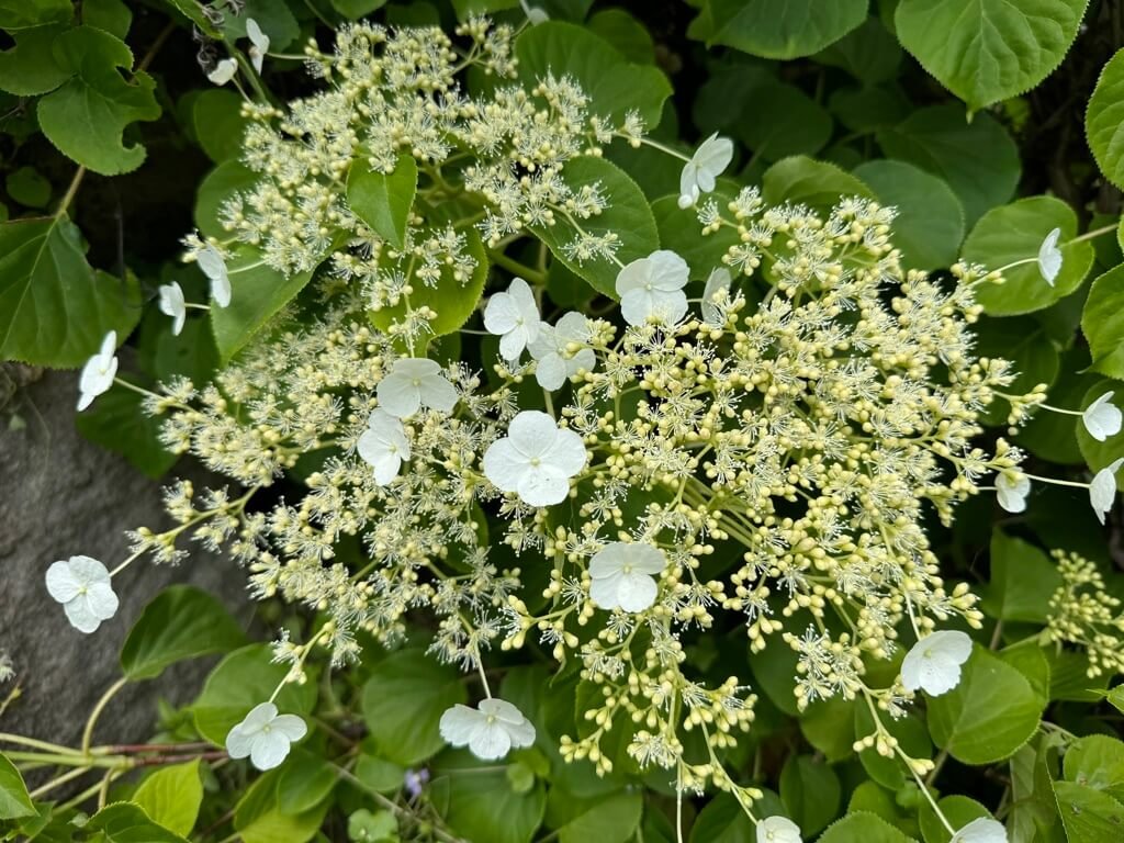 Hydrangea petiolaris