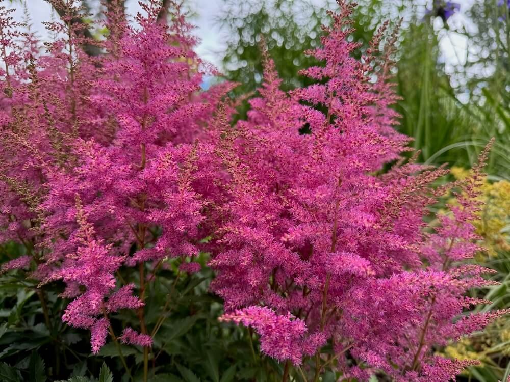 Astilbe chinensis 'Vision in Pink'