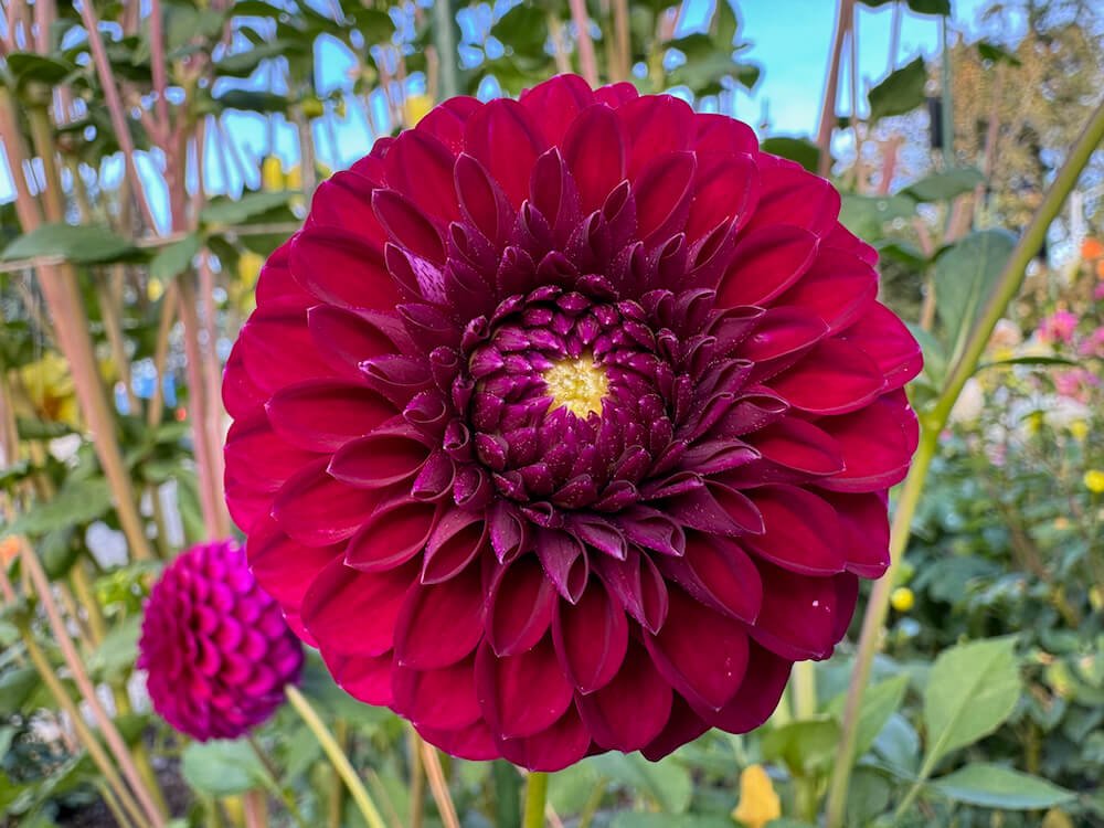 Dahlia 'Saddlerock Tiny Giant'
