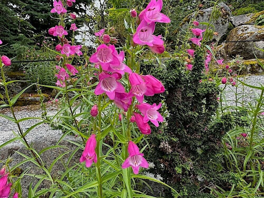 Penstemon mexicali hybrids 'P008s'