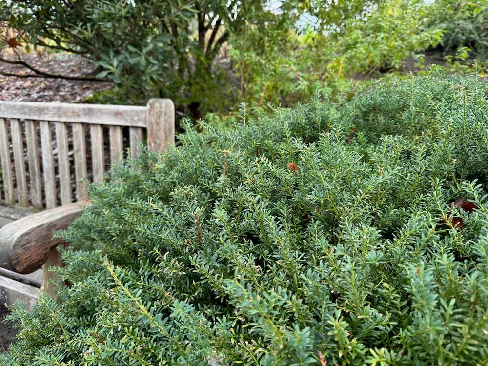 Podocarpus lawrencei 'Blue Gem'