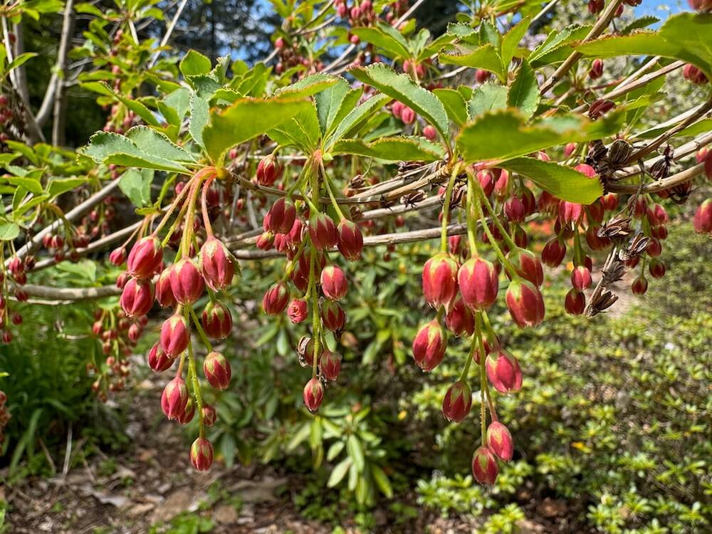 Enkianthus cernuus var. rubens