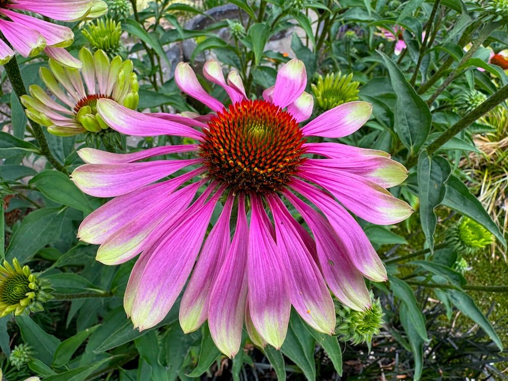 Echinacea purpurea 'Green Twister'