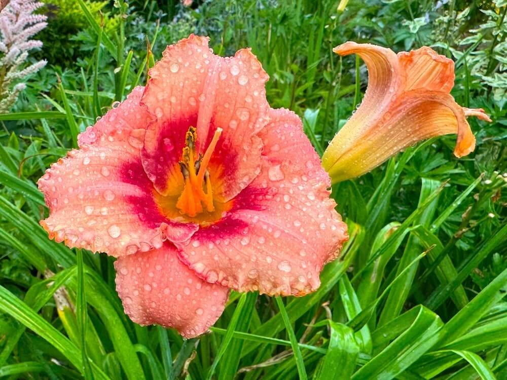 Hemerocallis 'Strawberry Candy'