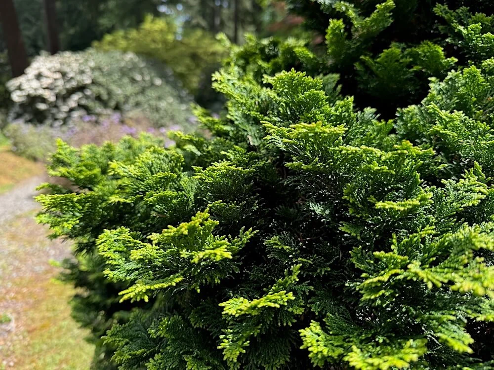 Chamaecyparis obtusa 'Hage'