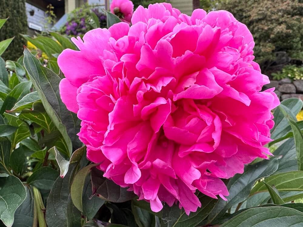 Paeonia 'Wilford Johnson'