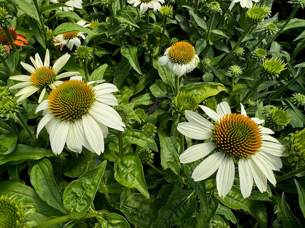 Echinacea purpurea 'PowWow White'