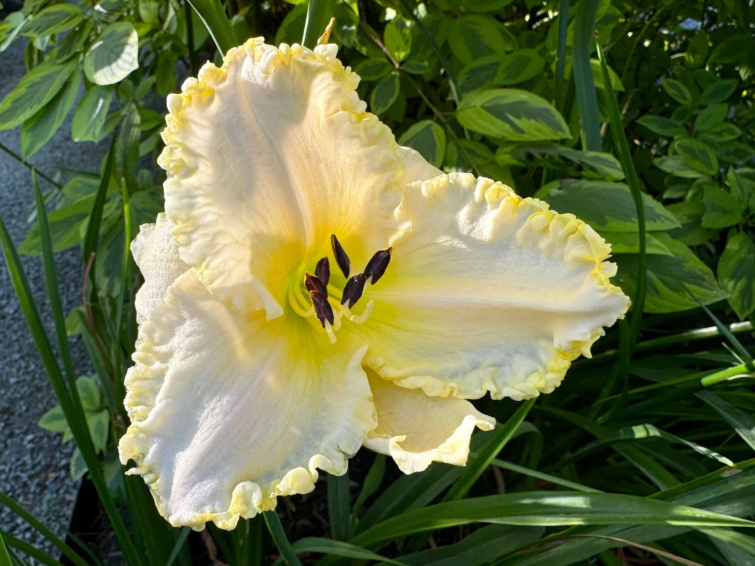 Hemerocallis 'Marquee Moon'